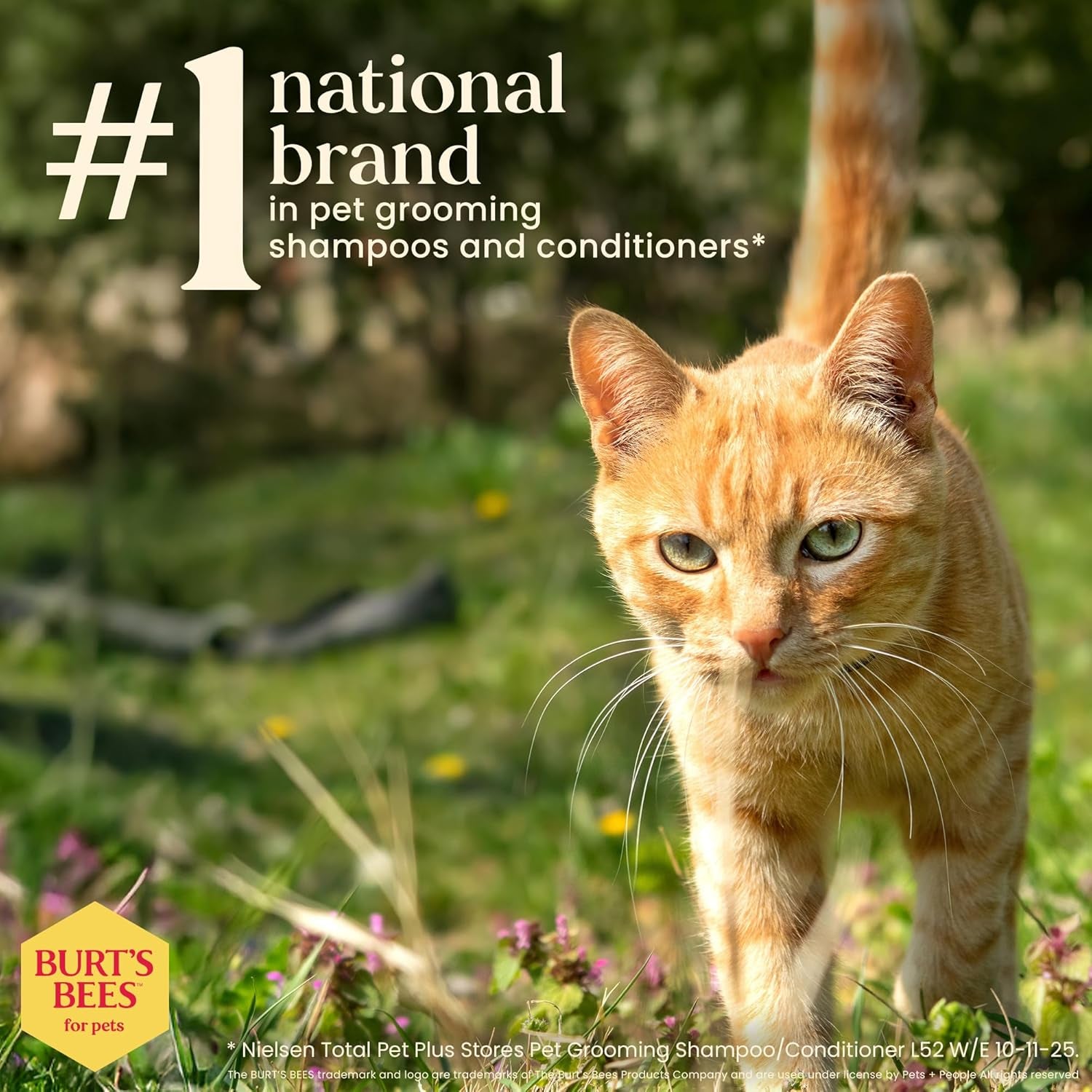 Cat Natural Waterless Shampoo with Apple and Honey | Cat Waterless Shampoo Spray | Easy to Use Cat Dry Shampoo for Fresh Skin and Fur without a Bath | Made in the USA, 10 Oz